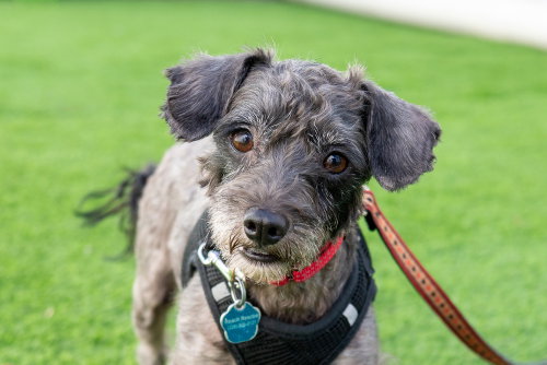 Ralphie, a dog for adoption from REACH Rescue, Inc