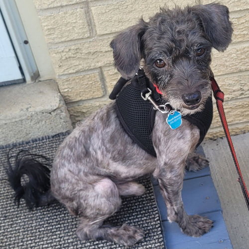 Photo 3 of Ralphie