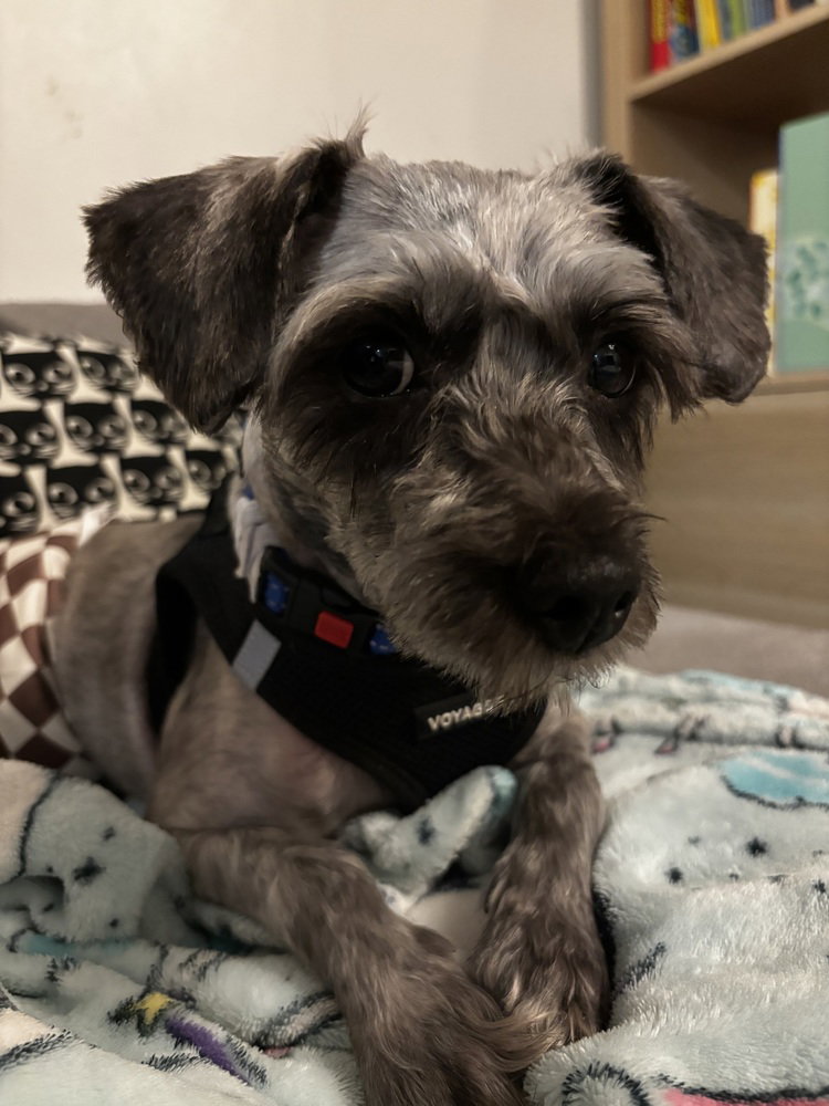 Dorian Gray, Schnauzer