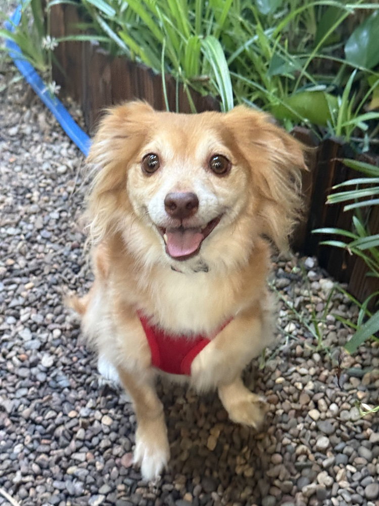 Mac N Cheese, Chihuahua
