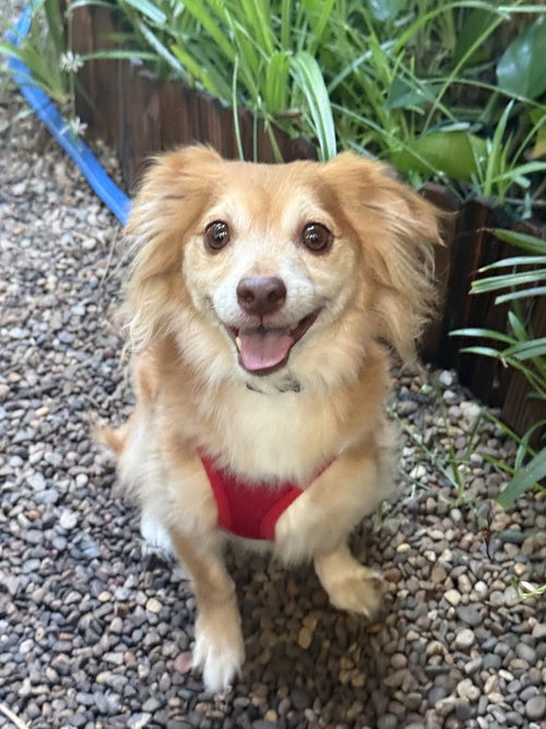 Mac N Cheese, a dog for adoption from REACH Rescue, Inc