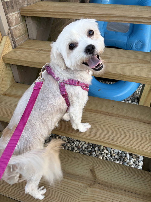 Chiquita, a dog for adoption from REACH Rescue, Inc