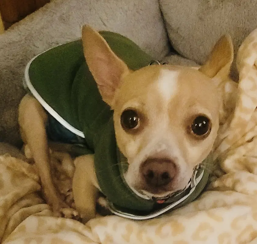 Stacks - Chihuahua