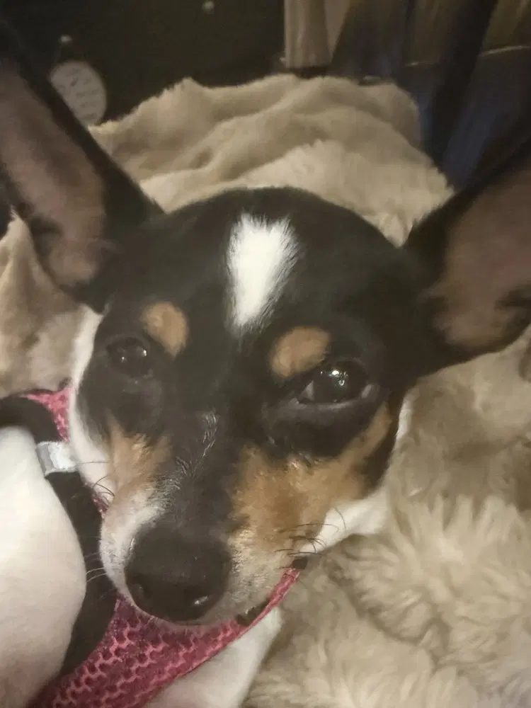 Magpie - Chihuahua
