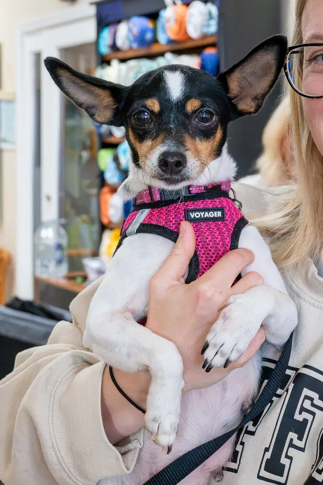 Magpie - Chihuahua