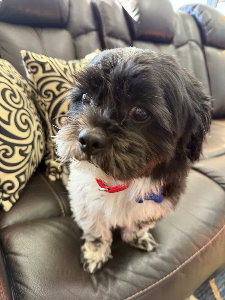 Miguel Vargas - Lhasa Apso