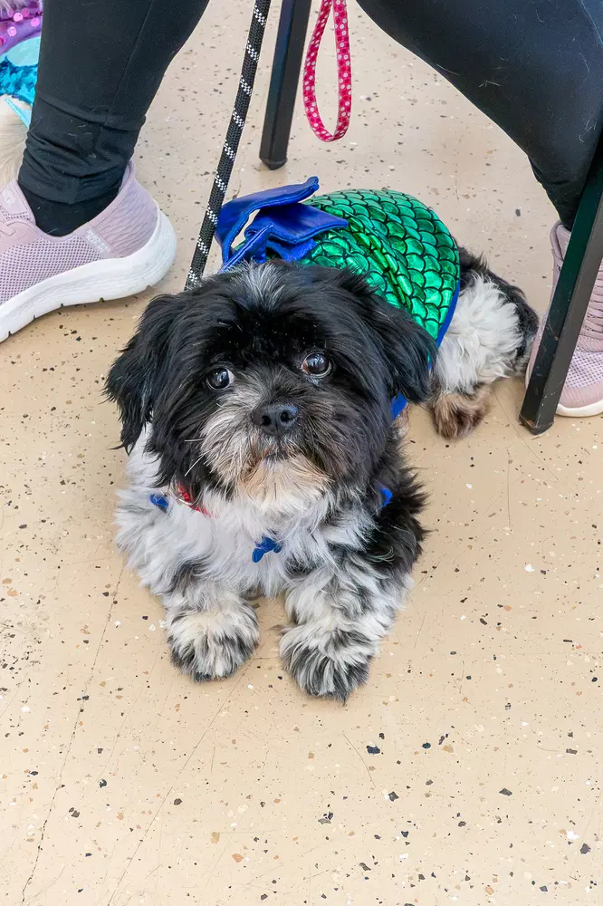 Miguel Vargas - Lhasa Apso