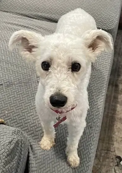 Cashmere - Terrier