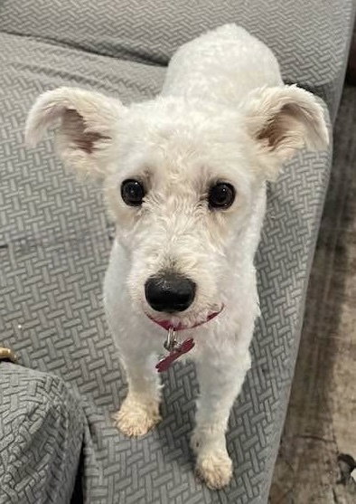 Cashmere, a dog for adoption from REACH Rescue, Inc