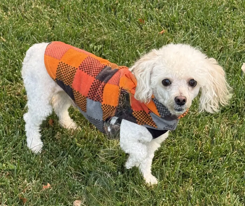 Elvis - Poodle (Miniature)