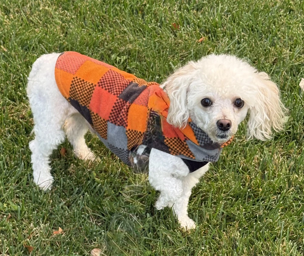 Elvis