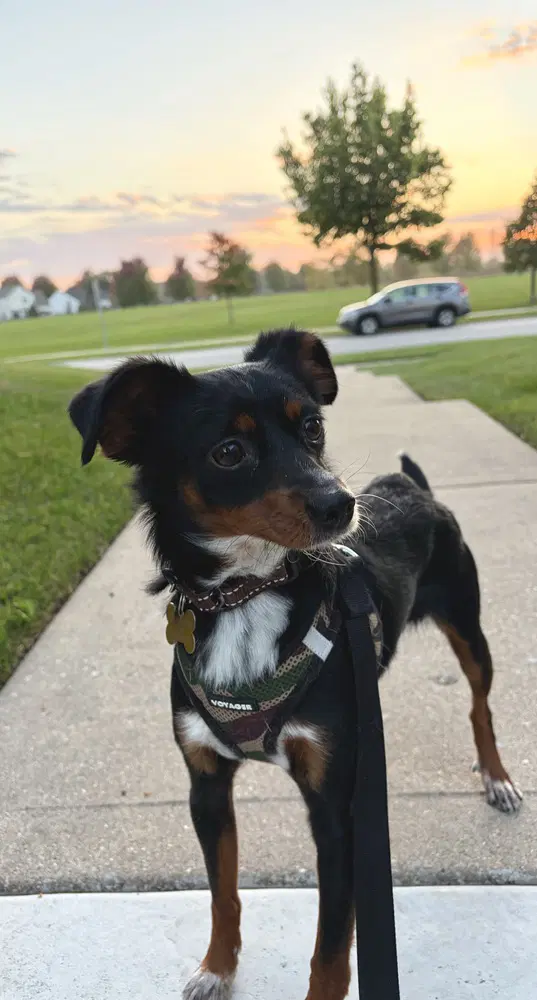 Thor - Chihuahua