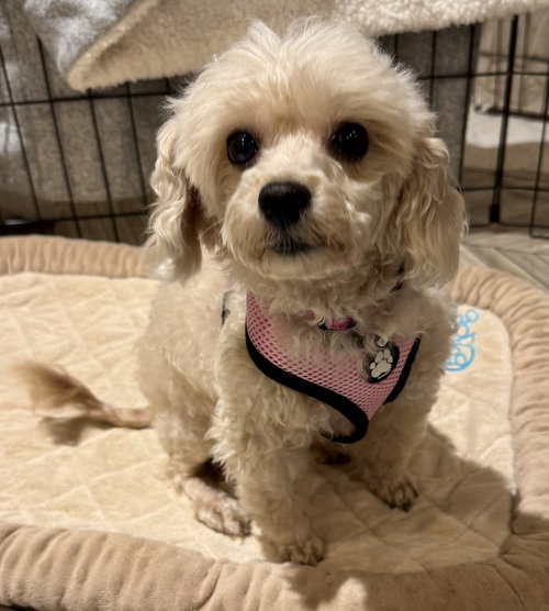 Darla, a dog for adoption from REACH Rescue, Inc