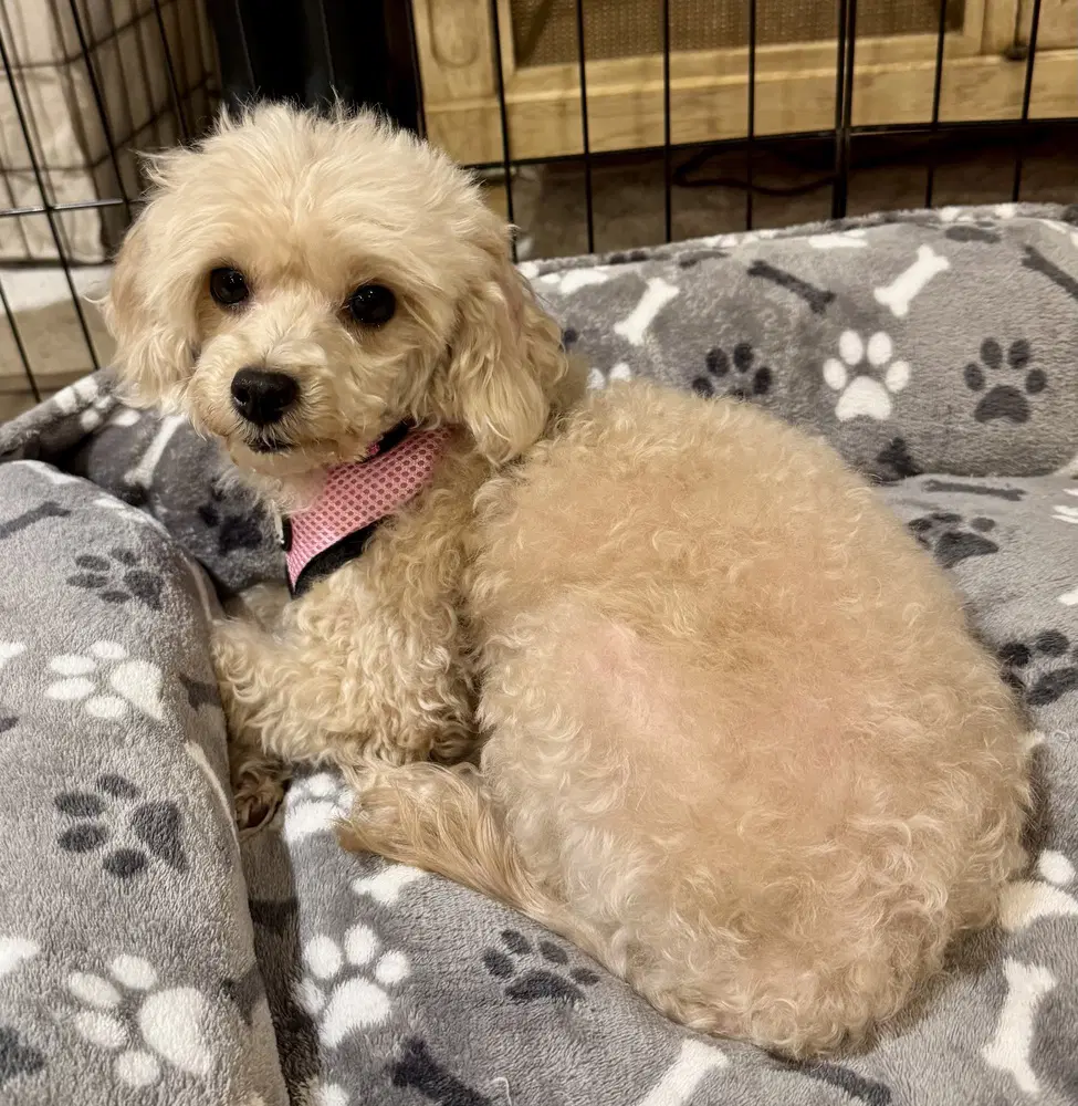 Darla image 2