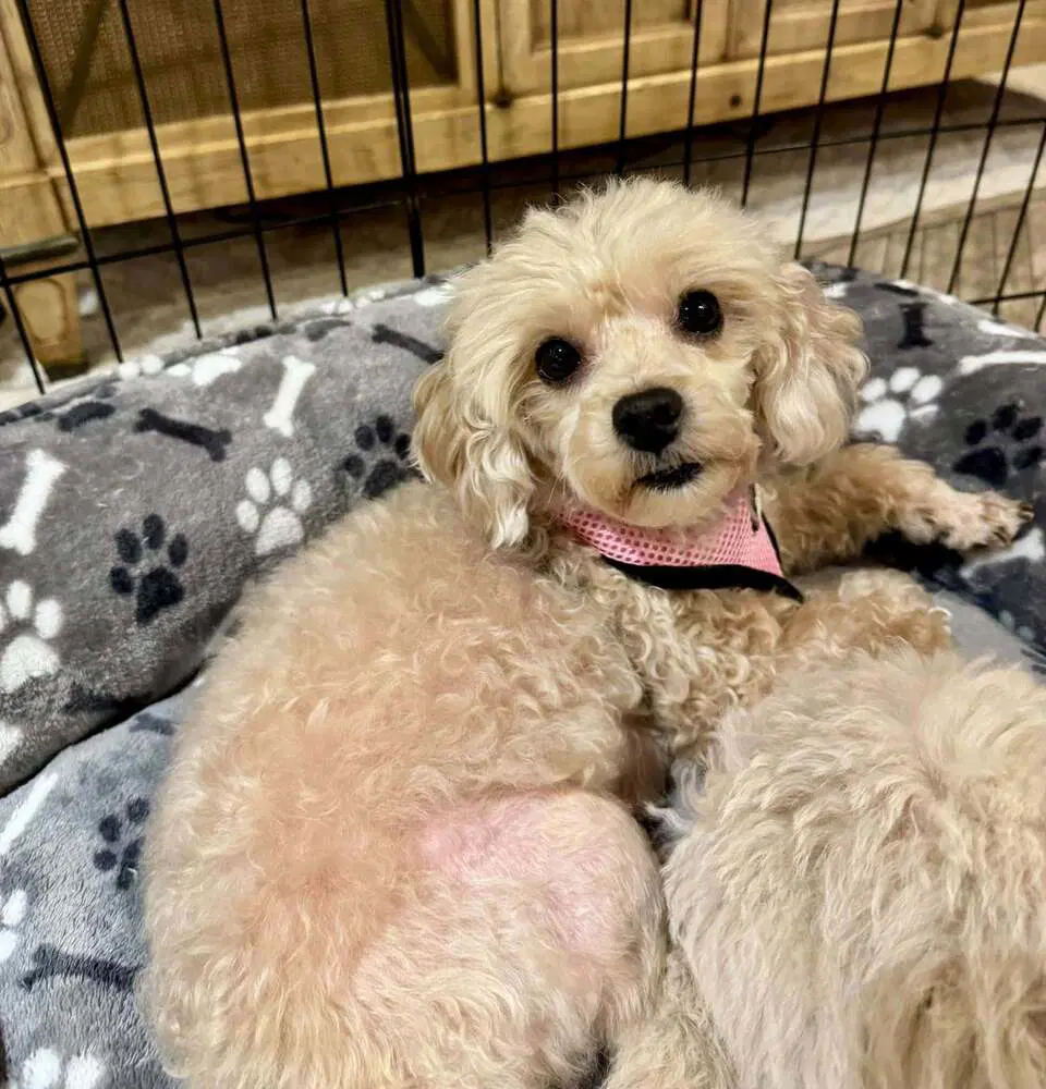 Darla - Poodle (Miniature)