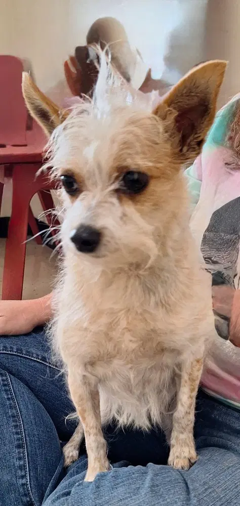 Patootie - Chihuahua