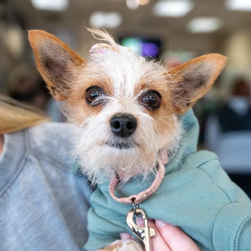 Patootie - Chihuahua