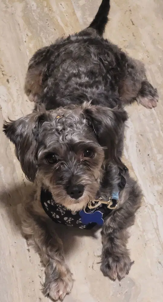 Cicero - Poodle (Miniature)