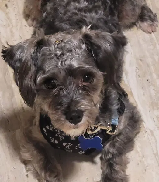 Cicero - Poodle (Miniature)
