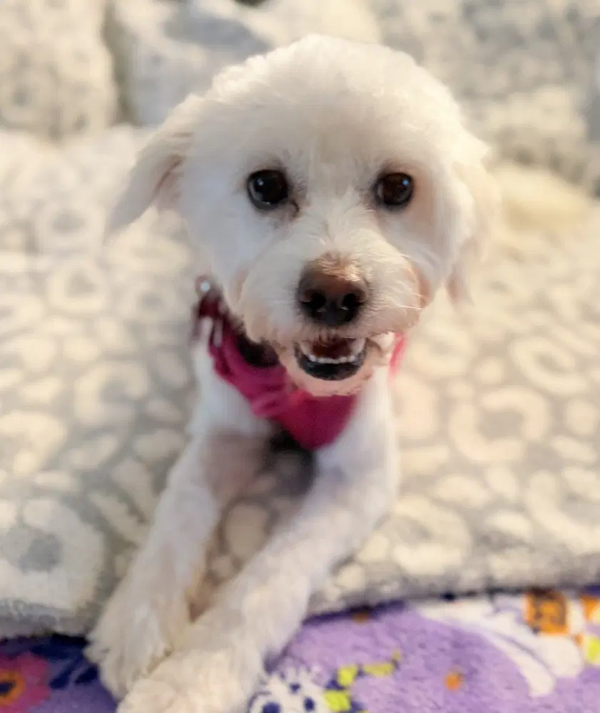 Cream Puff - Bichon Frise