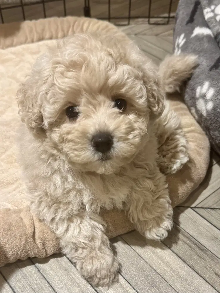 Scrunchie - Poodle (Miniature)