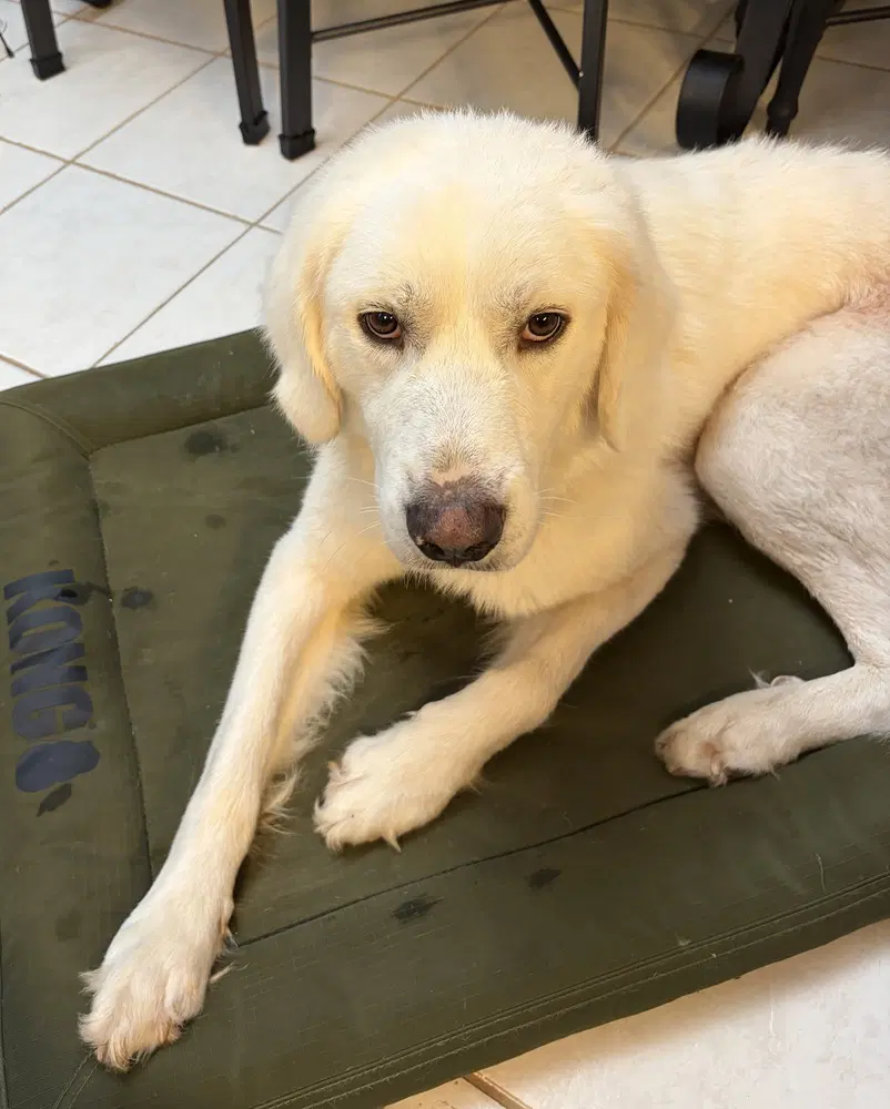 Gus - Great Pyrenees