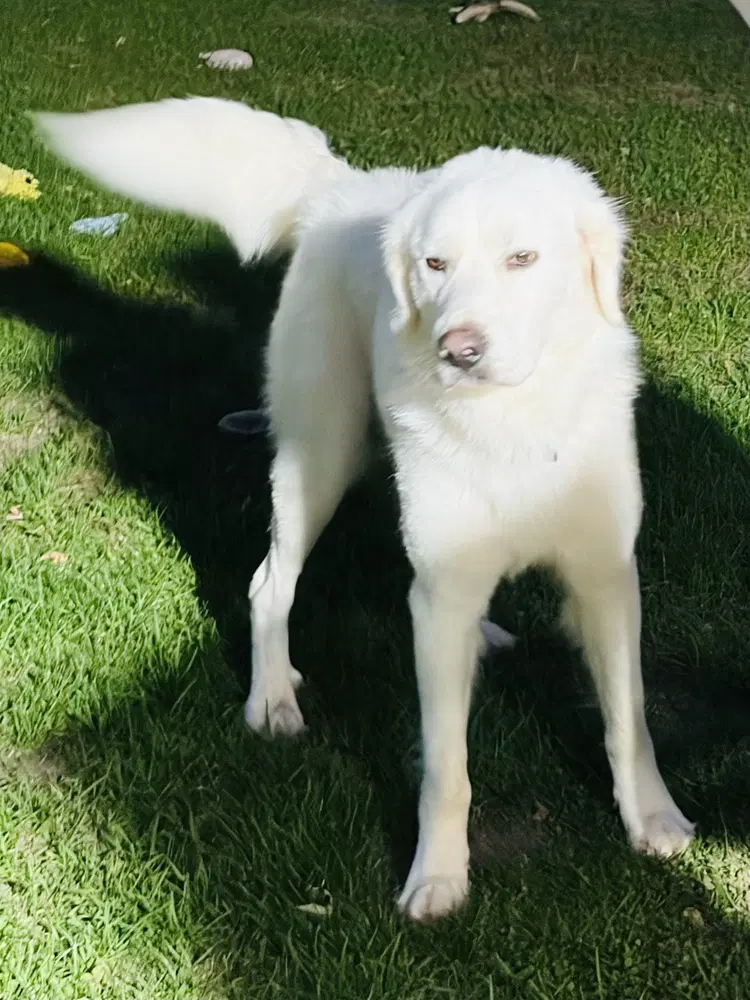 Gus image 2