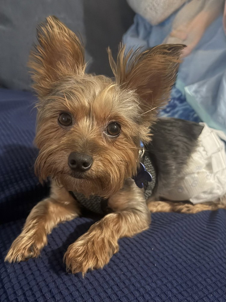 Bentley Boy