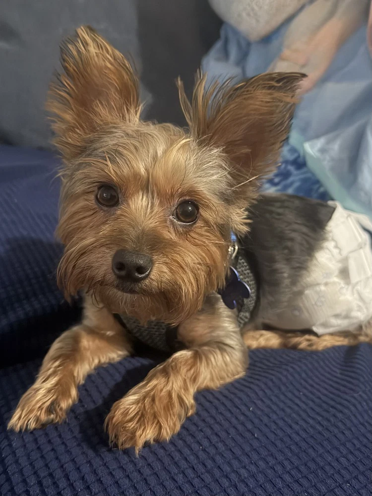Bentley Boy