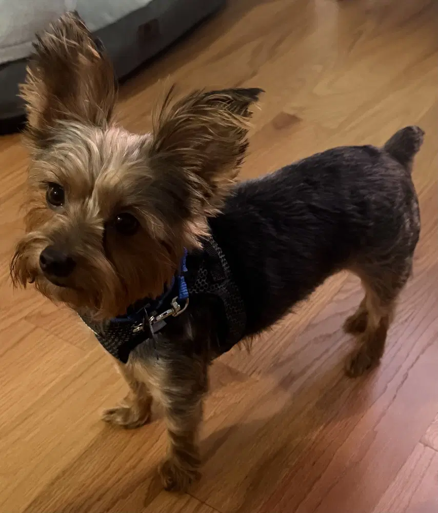 Bentley Boy image 2