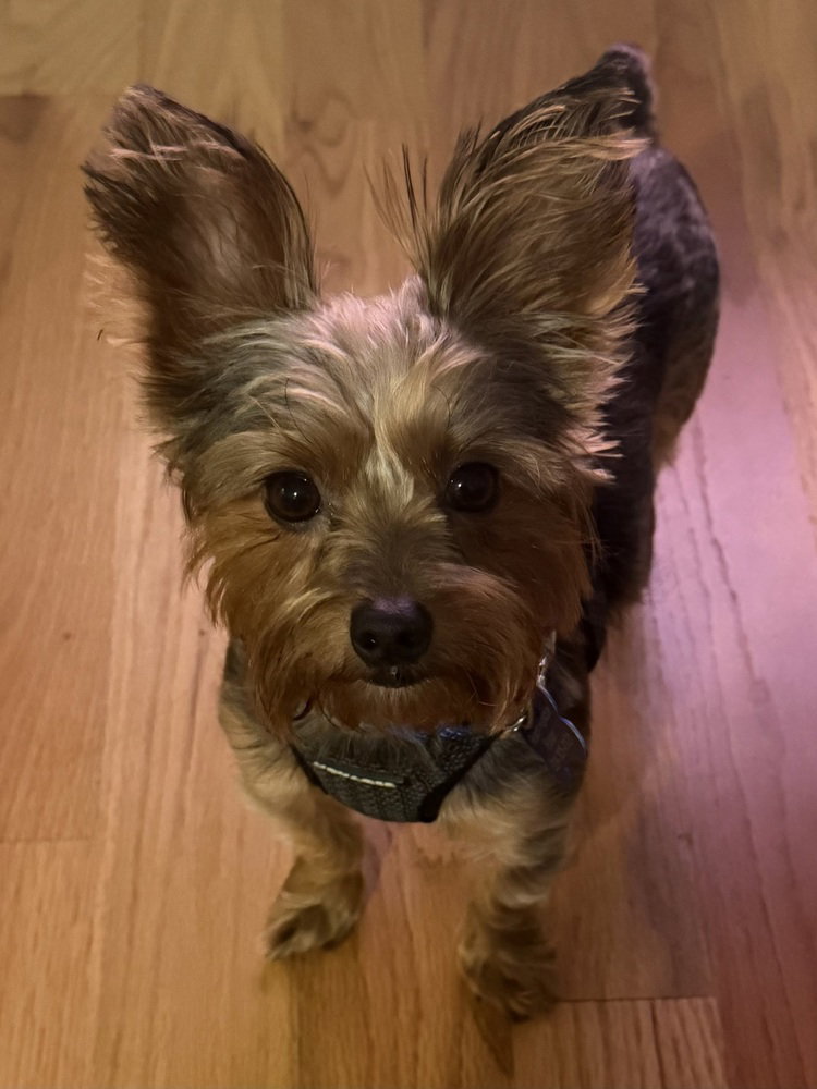 Bentley Boy, photo 3