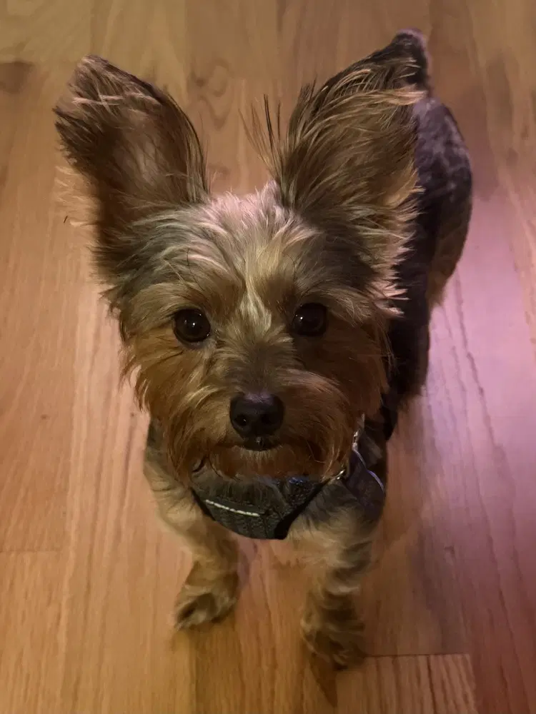 Bentley Boy image 3