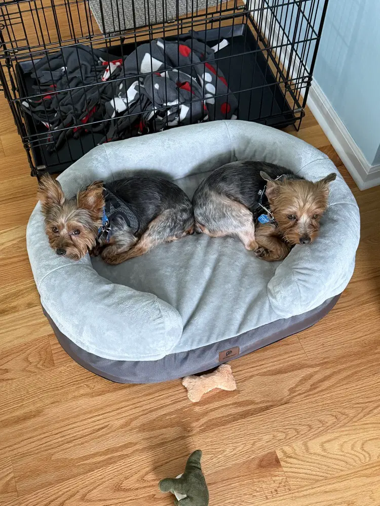 Bentley Boy image 4