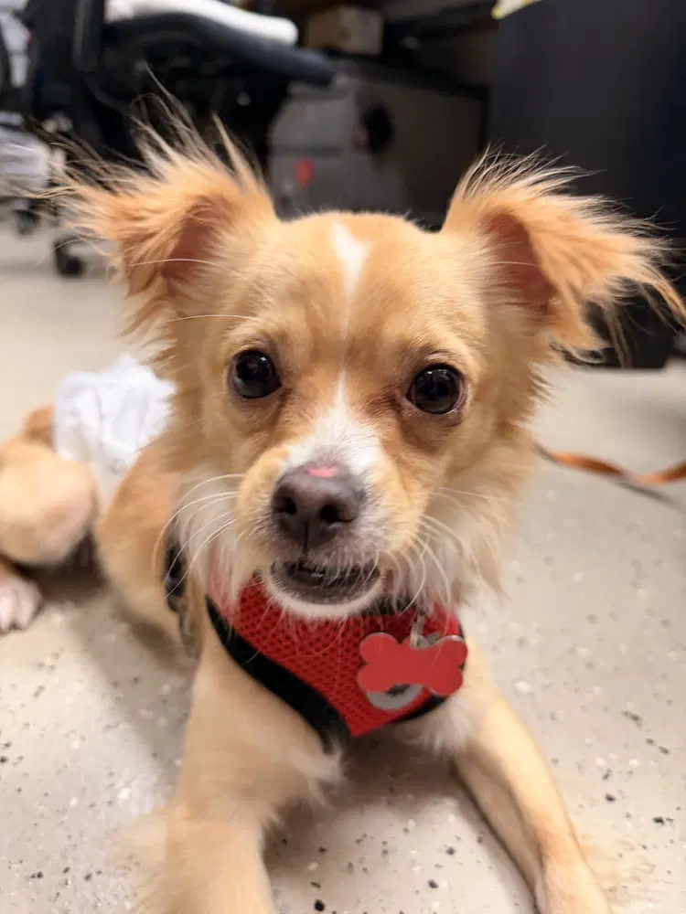 Frito Lay - Chihuahua