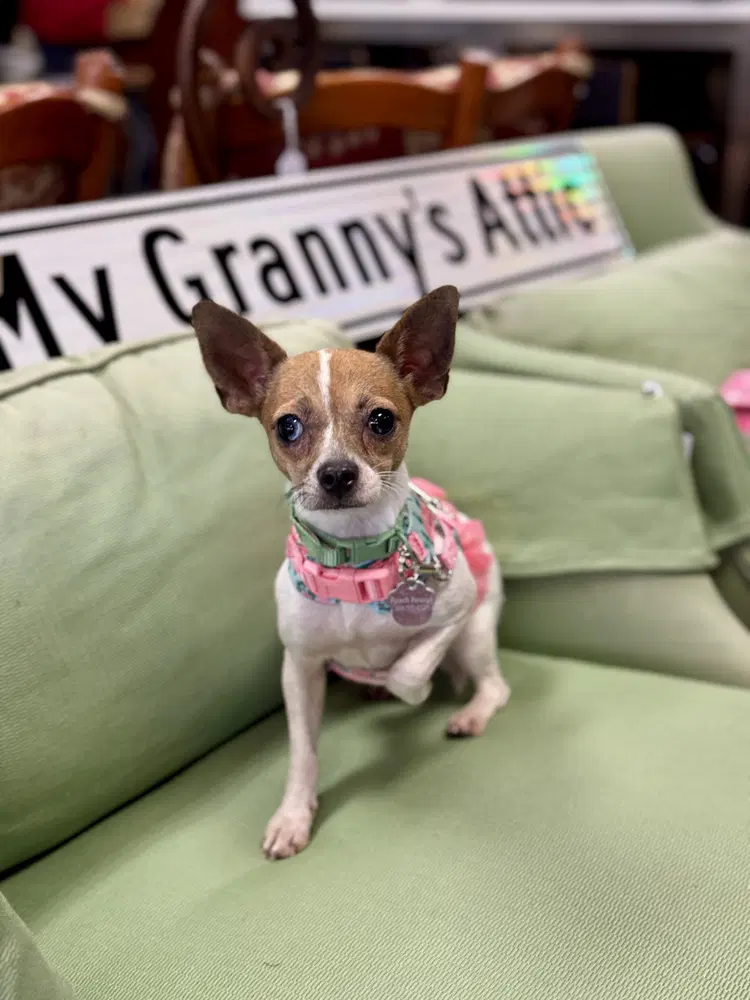 Hana - Chihuahua