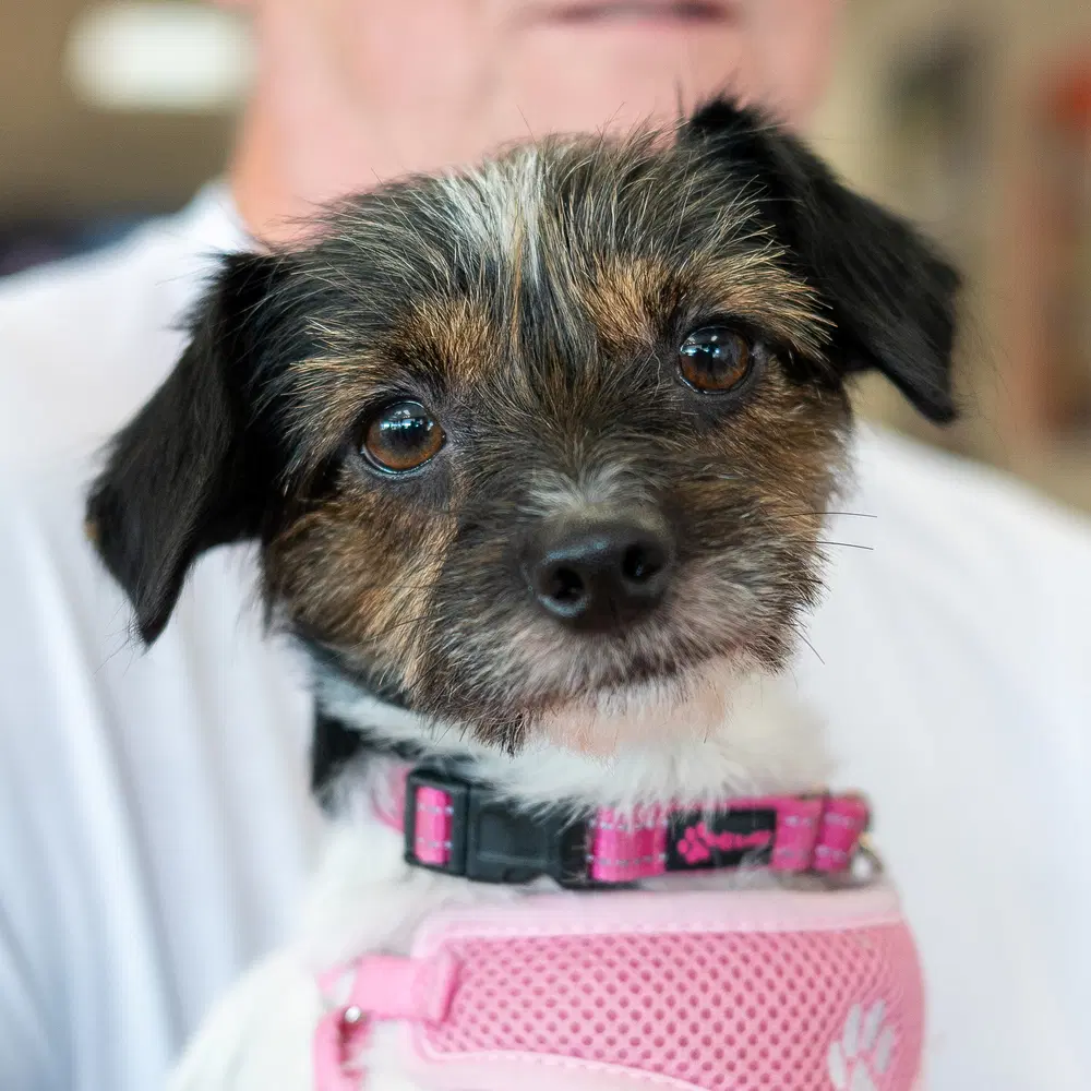 Zaza - Yorkshire Terrier Yorkie