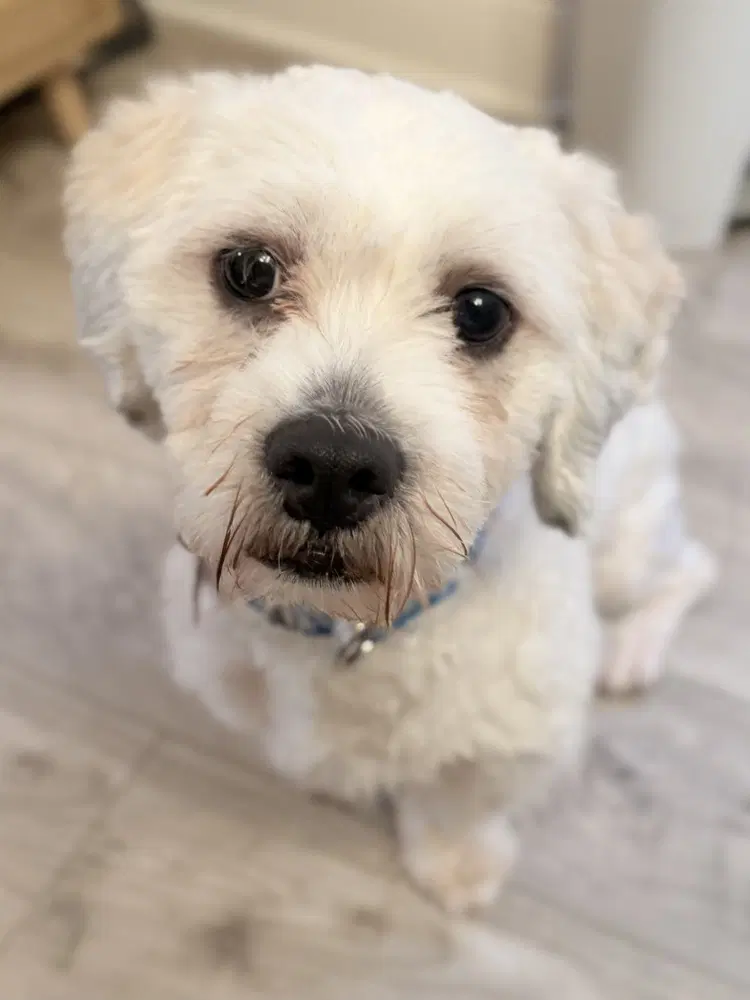 Chico - Shih Tzu