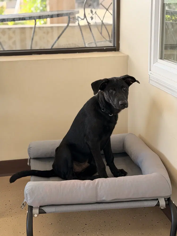 Wally - Labrador Retriever