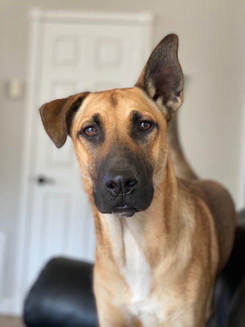 Gunner, an adoptable Belgian Shepherd Malinois in Queen Creek, AZ