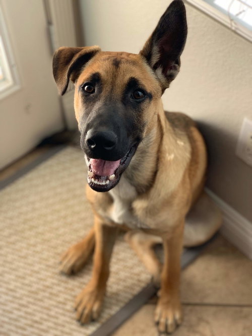 Gunner photo 4