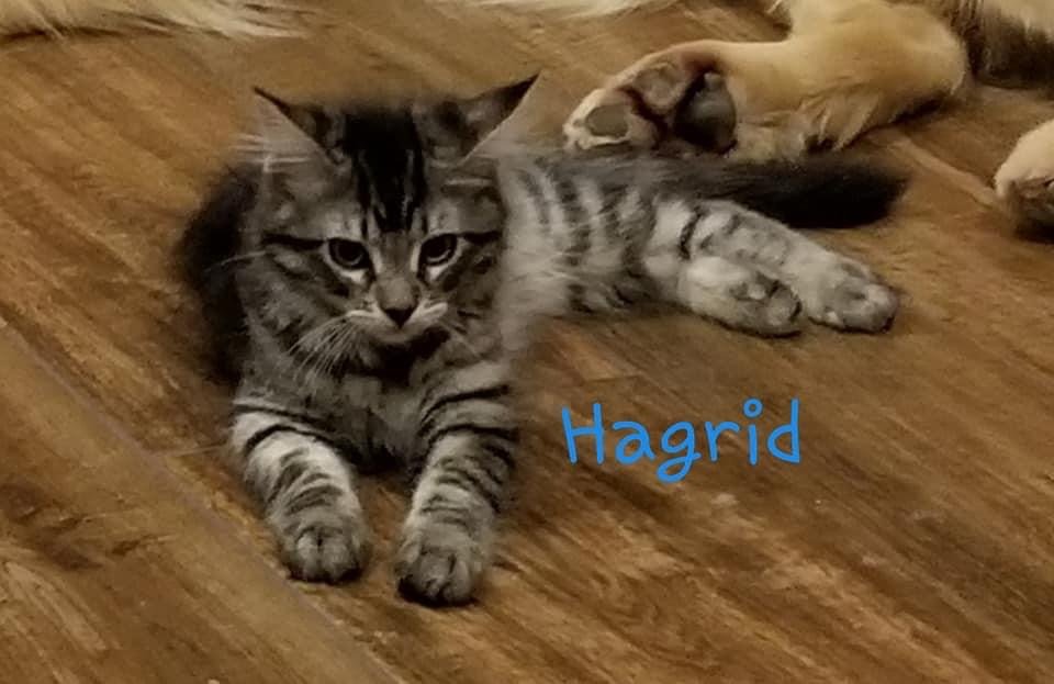 adoptable Cat in Queen Creek, AZ named Hagrid