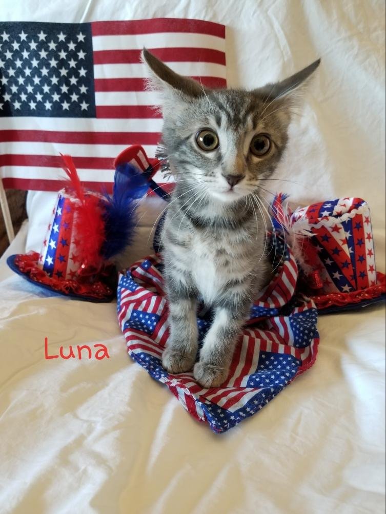 adoptable Cat in Queen Creek, AZ named Luna