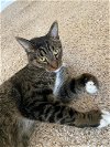 adoptable Cat in queen creek, AZ named Twilight
