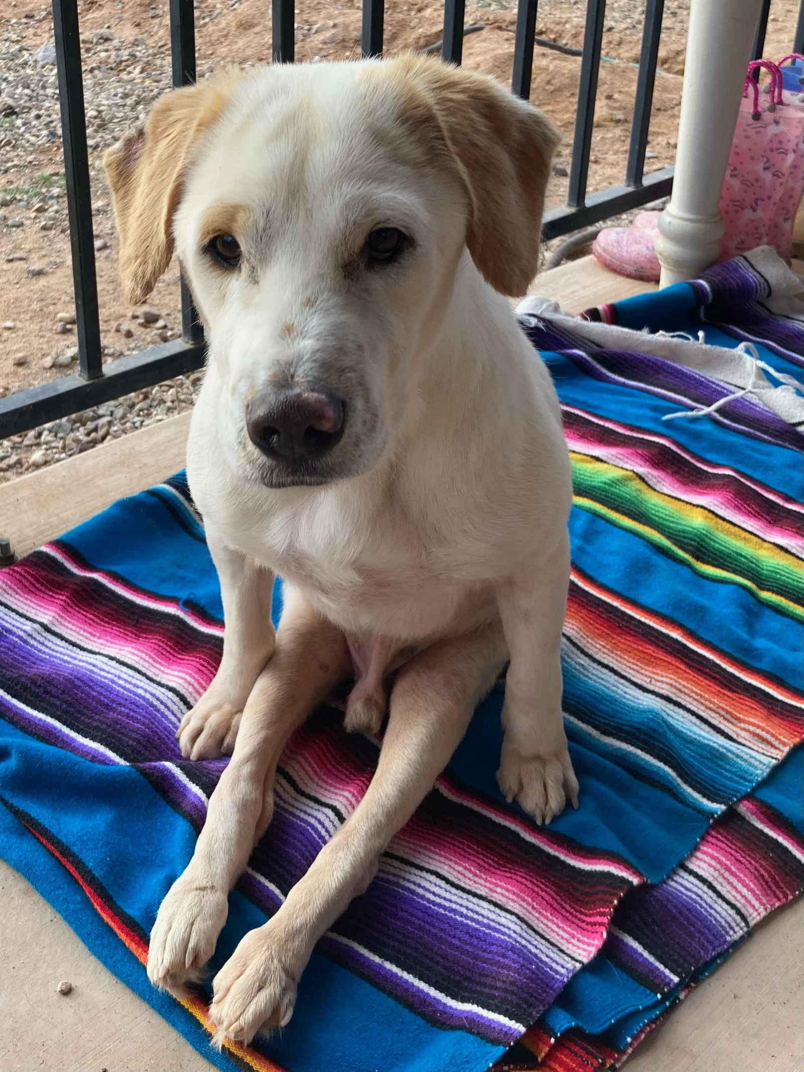 Dog for Adoption - Wilbur, a Labrador Retriever in Maricopa County, AZ