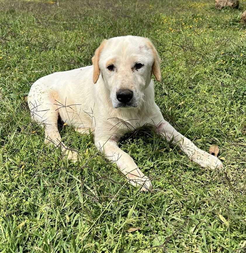 Dog for Adoption - Wilbur, a Labrador Retriever in Maricopa County, AZ