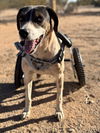 adoptable Dog in queen creek, AZ named Dale