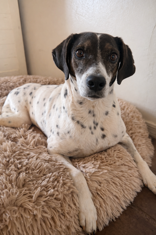DALE - English Pointer available for adoption