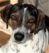 adoptable Dog in queen creek, AZ named Dale