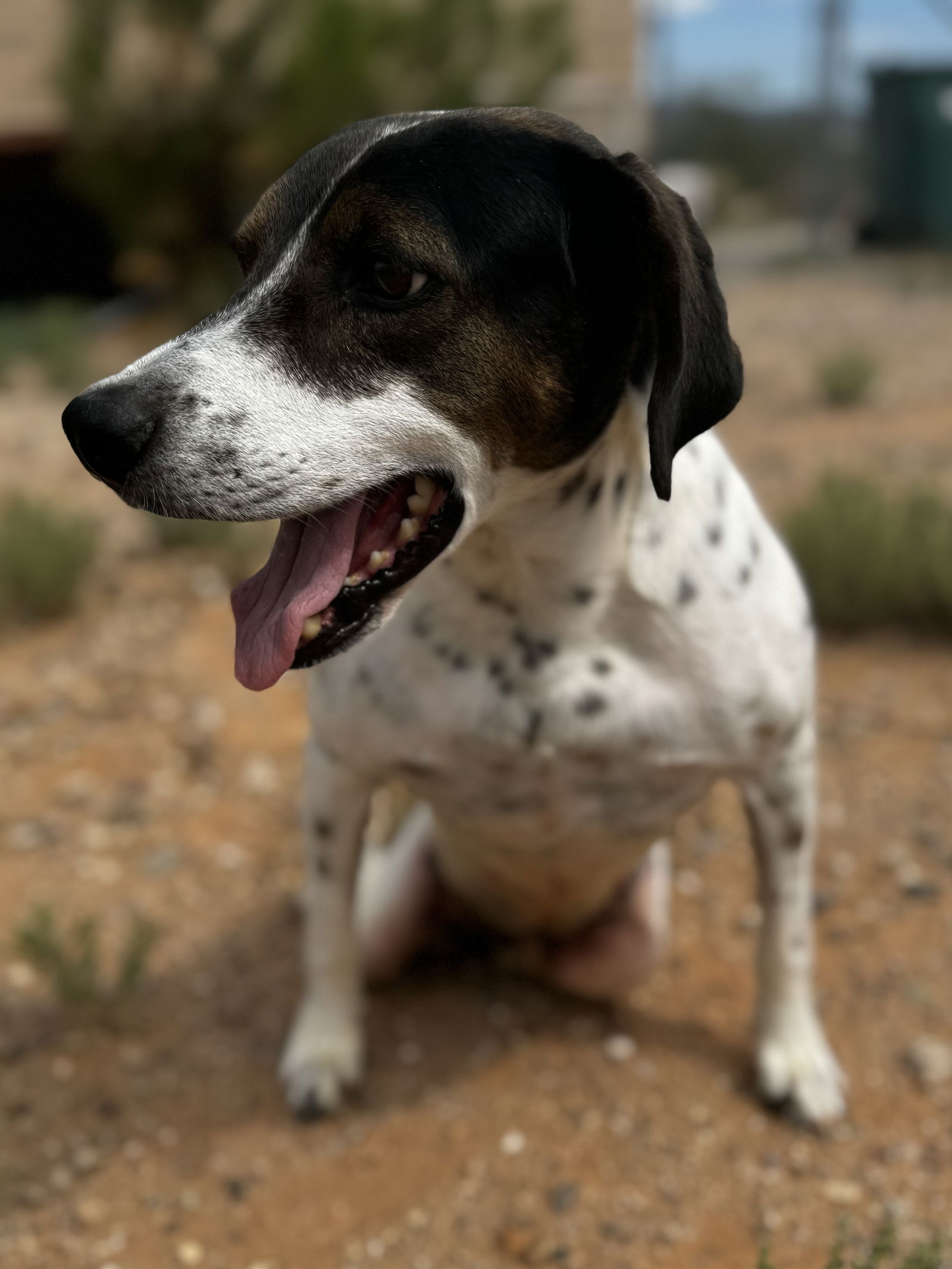 adoptable Dog in Queen Creek, AZ named Dale