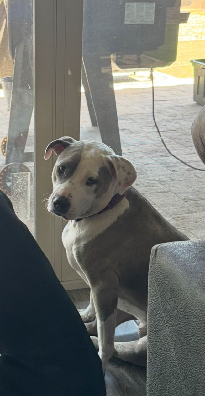 adoptable Dog in Queen Creek, AZ named Dallas